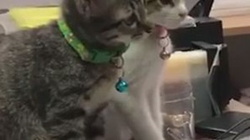 Hai chú mèo chăm chú ngồi xem phim hoạt hình Tom và Jerry