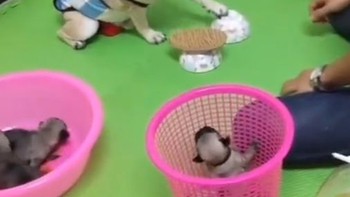 Cậu chủ bất lực trước tài phán đoán của chó, đành phải chơi trò gian lận