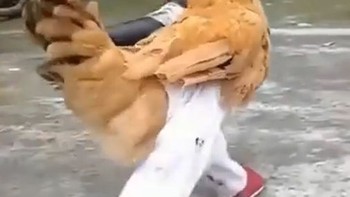 Chú gà mặc quần áo, mang giày sành điệu đi trong sân