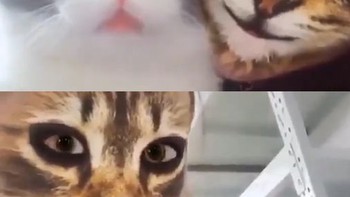 Biểu cảm hài hước của chó mèo khi thấy gương mặt kỳ lạ của cô chủ
