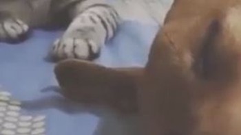 Chú mèo táng vào đầu con chó vì ngủ ngáy quá to