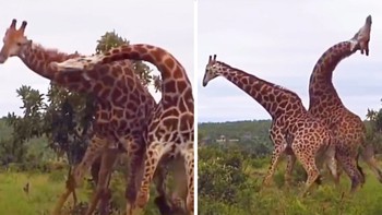 Hươu cao cổ đánh nhau