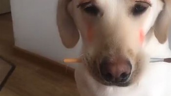 Chó ngồi ngoan ngoãn cho cô chủ trang điểm