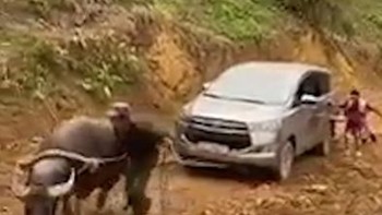 'Động cơ ăn cỏ' kéo ôtô leo dốc