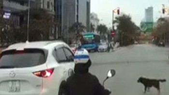 Ôtô vượt đèn đỏ, chó chờ đèn xanh