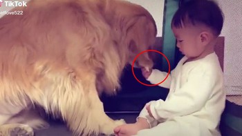 Chó tìm mọi cách giành miếng bánh trên tay em bé