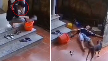 Chó tìm người giúp khi chủ say thuốc lào ngã xuống sân