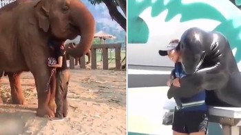 Video chứng minh động vật cũng có cảm xúc như con người