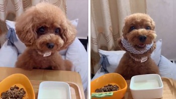 Chú chó poodle nhắc chủ đeo cho mình cột tóc mới chịu ăn