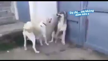 Chó Husky nhận bài học nhớ đời vì bắt nạt con của Golden