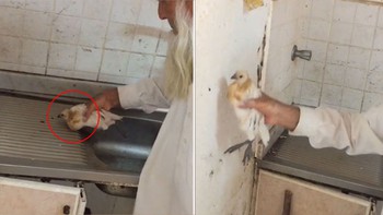 Người đàn ông dùng gà để diệt gián
