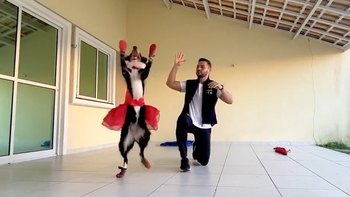 Trầm trồ với chú chó có khả năng nhảy múa như vũ công chuyên nghiệp