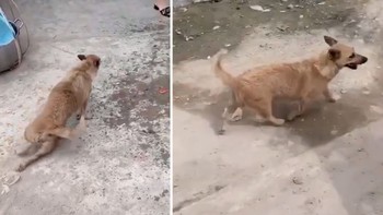 Chú chó giả vờ bị tàn tật để trêu chọc cô gái trẻ