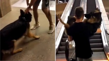 Chú chó 'bé bỏng' đòi cậu chủ bế vì sợ đi... thang cuốn