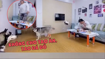 Hai chú Husky 'bắt tay nhau' đá văng đồ ăn của chủ mình vì... không được cho ăn chung