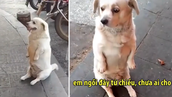 Chú chó 'lầy lội' đứng đợi bằng hai chân, nhất quyết không về cho đến khi được chủ quán cho đồ ăn