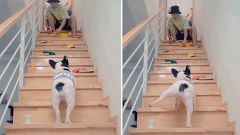 Không nói nên lời với chú chó 'bá đạo' ngăn cản 'sự thành công' của cậu chủ
