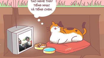 Nhân Ngày Quốc tế Mèo, nghĩ cách hạ nhiệt cho hoàng thượng vào mùa nóng