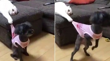 Mèo ‘Thánh Troll’ chơi khăm bạn chó