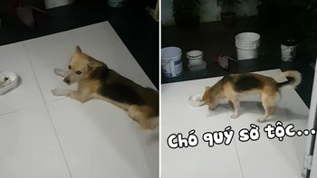 Chó 'quý tộc', chủ mời cơm mới chịu ăn