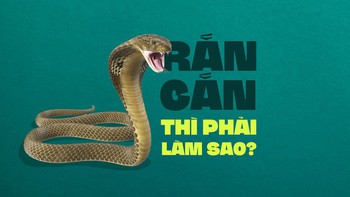 Mang rắn độc cắn vào viện có giữ mạng sống?