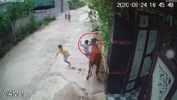 Hai bé trai phản xạ cực nhanh né bò 'điên'