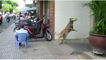 Chú chó chơi trò ném chụp 'gấu bông' với bác bảo vệ
