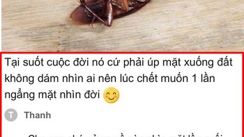 Vua Còm 3-9: 'Con gián chết nằm ngửa vì muốn một lần ngẩng mặt nhìn đời'