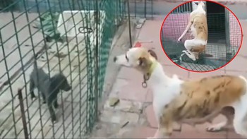Chó mẹ dùng tuyệt kỹ 'lăng ba vi bộ' nhảy hàng rào