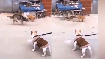 Hai chú chó 'cà khịa' bạn bị xích siêu lầy lội