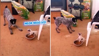 Cún con hung dữ không cho chó lớn đụng vào đồ ăn