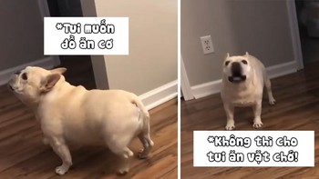 Chú chó nổi quạu khi chủ ép ăn kiêng để giảm cân
