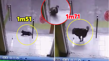 Chú chó đuổi theo 'hoàng thượng' đâm vỡ cửa kính cường lực