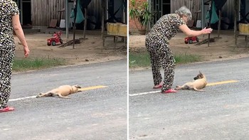 'Cậu vàng' nằm giữa đường bị chủ tét mông mới chịu vào