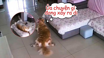 'Cậu vàng' mơ màng khi nằm ngủ trên ghế lăn xuống đất
