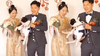 Chó 'tung cước' tranh giành chú rể với cô dâu
