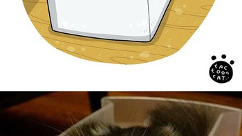 Những chú mèo được 'meme hóa' khiến dân mạng chia sẻ ầm ầm