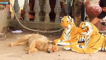 Những chú chó hú hồn khi thấy 'chúa sơn lâm'