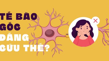 Tế bào gốc có thật sự 'đỉnh' như lời đồn?