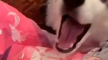 Chó Husky dỗ em bé nín khóc trong một nốt nhạc