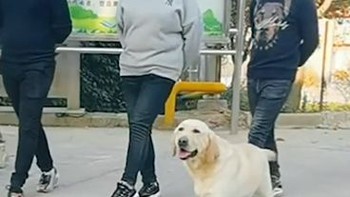 Trầm trồ với chú chó biết nhảy theo nhạc siêu dễ thương
