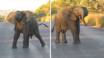 Voi con nhảy múa cực sung trước mặt du khách