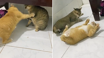 Chú mèo chuyên đi 'cà khịa' bị đồng loại đánh thì nằm ngửa 'ăn vạ'