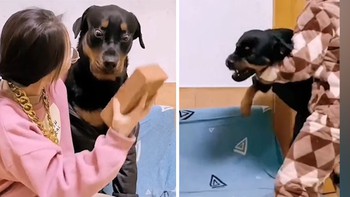 Chú chó lật mặt với cô gái khi có 'người bảo kê'