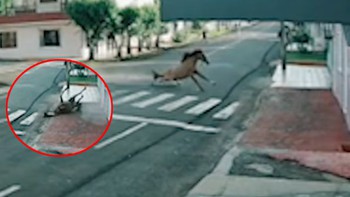 Ngựa chạy quá tốc độ, phanh cháy đường tông vào cửa nhà người dân