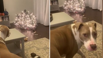 Chú chó hối lỗi khi lỡ làm đổ cây thông Noel