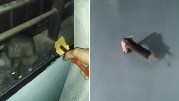 Chú chuột thành tinh cho đồ không thèm lấy chỉ thích ăn trộm