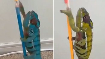 Tắc kè liên tục đổi màu khiến người xem thích thú