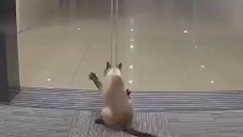 Chú mèo ngu ngốc bị cửa kính tự động kẹp cổ