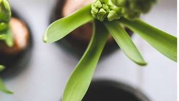 Cây trồng trong nhà có tác dụng trị liệu, giảm huyết áp, căng thẳng
